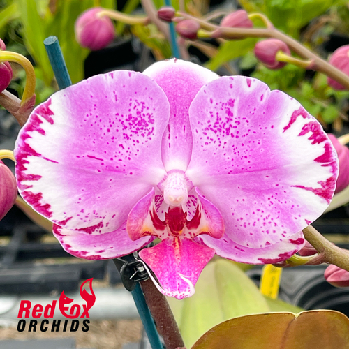 Phalaenopsis Brother You