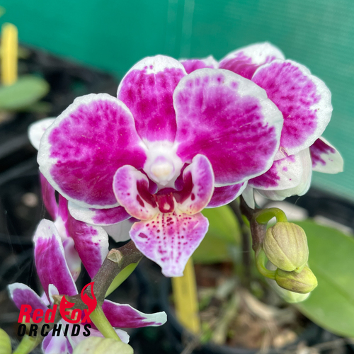 Phalaenopsis Coco