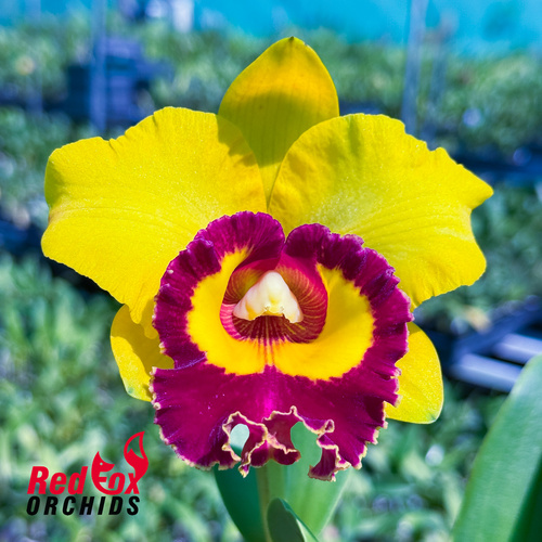 Rhyncholaeliocattleya Chief Sunlight 'Yellow Ruby'