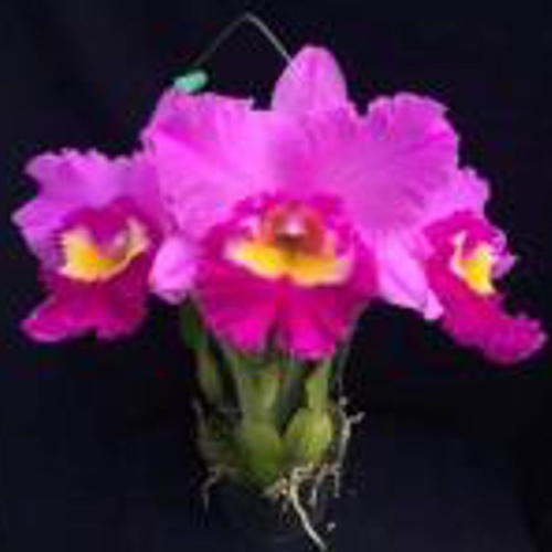 Rhyncholaeliocattleya Chief Marshall