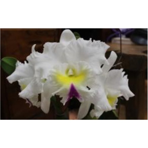 Rhyncholaeliocattleya Chief Mount