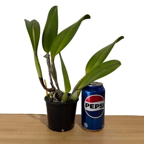 Rhyncholaeliocattleya Chief Mount [Pot Size: 100mm]