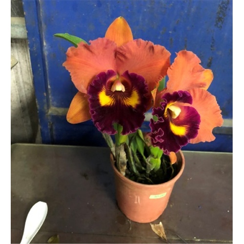 Rhyncholaeliocattleya Focus Taiwan 'Persimmon'