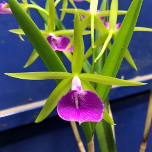 Brassocattleya Gulfshore's Beauty 'Torino' BM/JOGA