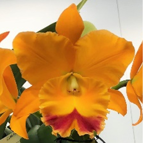 Rhyncholaeliocattleya Chomthong Delight 'Yellow Watermelon'
