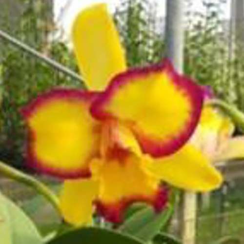 Rhyncholaeliocattleya Shin Shiang Diamond
