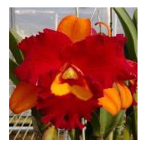 Brassolaeliocattleya Liu's Joyance x Tzeng Wen Beauty