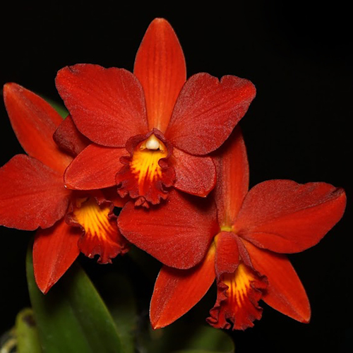 Cattlianthe Little Hazel 'M'