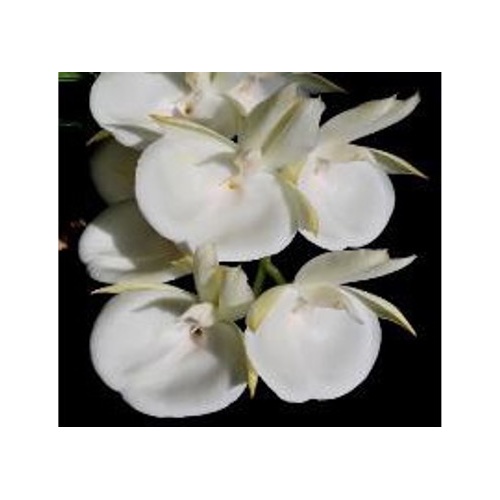 Catasetum pileatum var. alba