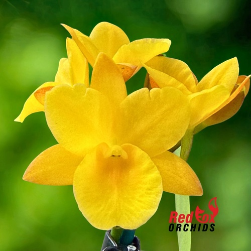 Cattleytonia Why Not 'Makana ke Akua'