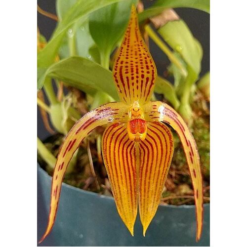 Bulbophyllum inunctum 'Yellow Form'