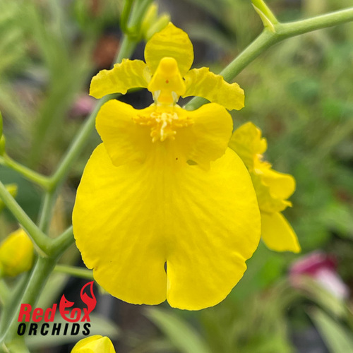 Oncidium Sweet Sugar 'Lemon Drop'