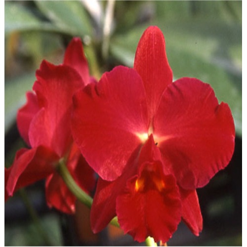 Potinara Kozo's Scarlet 'Vieni'