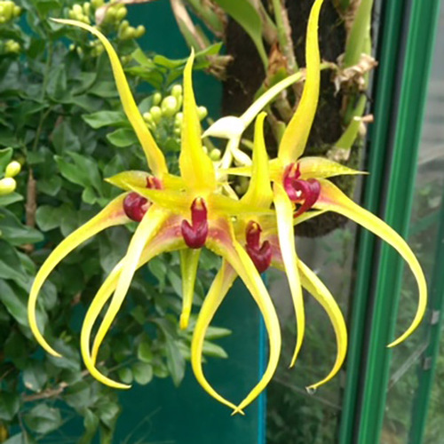 Bulbophyllum carunculatum x lasianthum