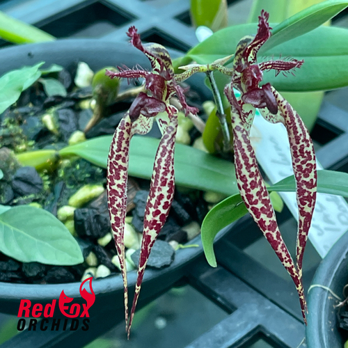Bulbophyllum lasiochilum x rothschildianum