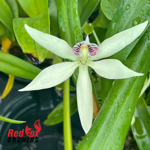 Prosthechea baculus