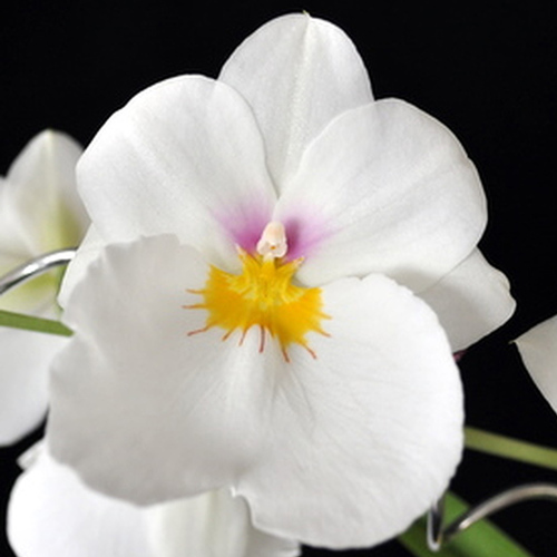 Miltoniopsis Rene Komoda 'Pacific Clouds'