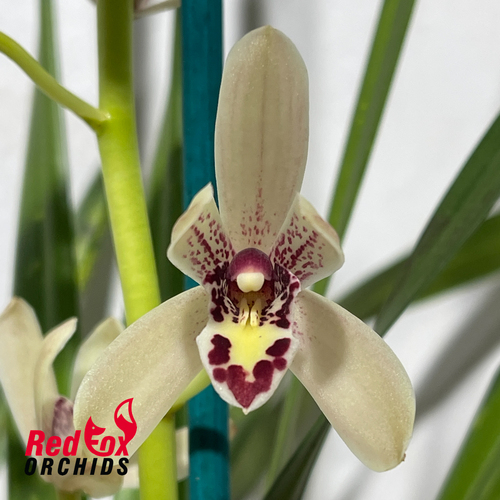 Cymbidium Little Nyonya '#1'