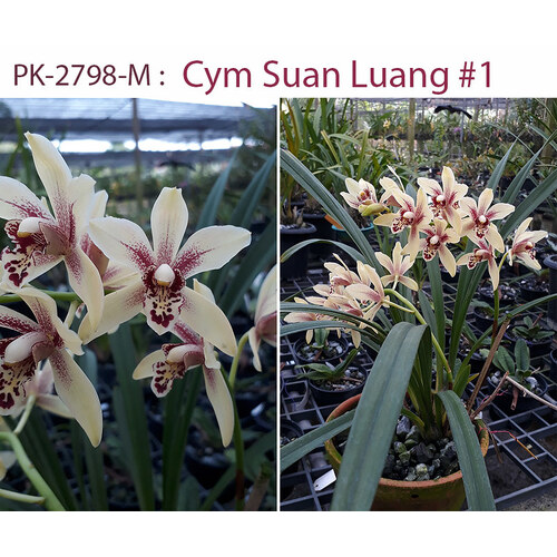 Cymbidium Suan Luang 'Singharaj'