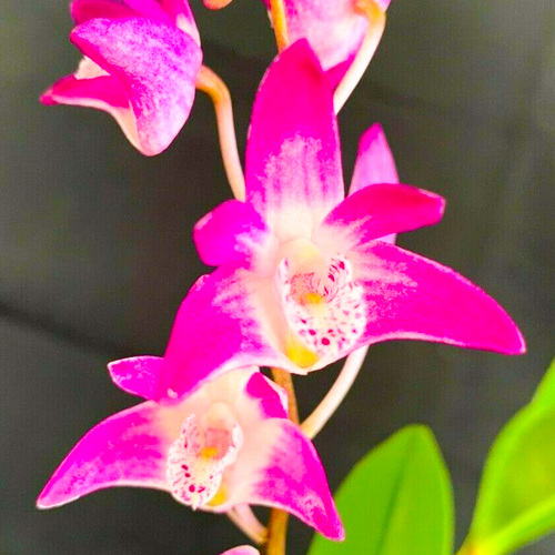 Dendrobium (Gulginni x Wodonga) 'Rose Glow'