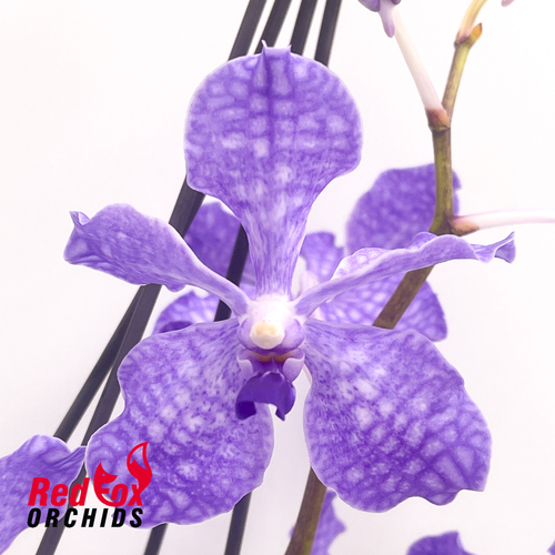 Vanda Coerulea