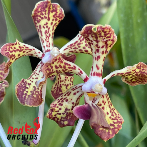 Vanda tricolor var. suavis