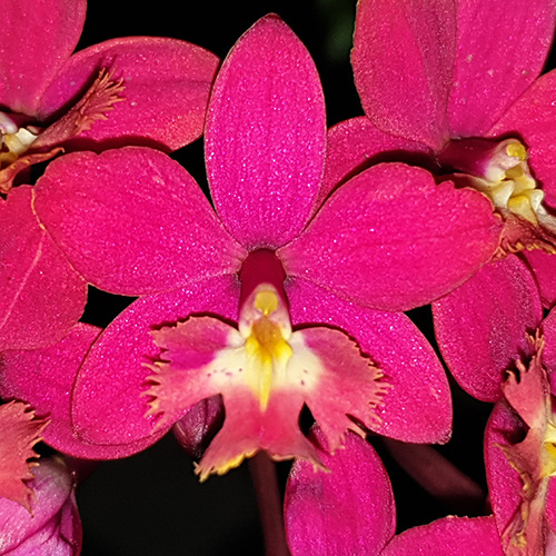 Epidendrum Topaz Special 'Elegante' HCC/AOC