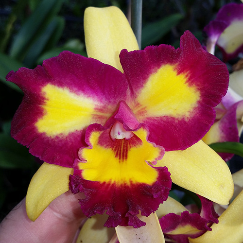 Rhyncholaeliocattleya Shin Shiang Diamond 'Orchis'