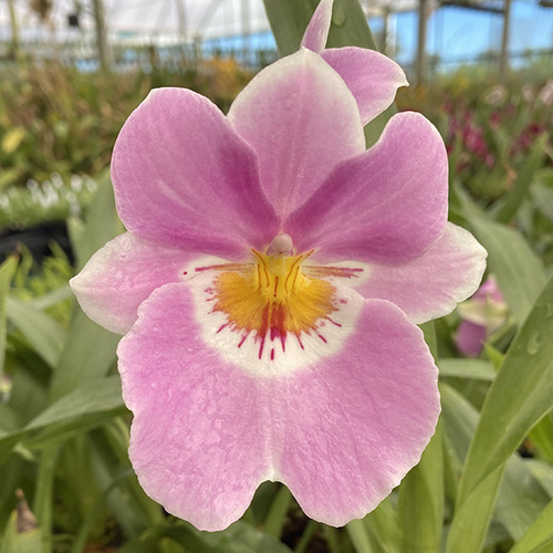 Miltoniopsis Linda Lingle 'Kai'aina'