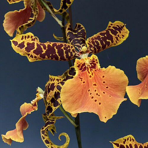 Aliceara Hilo Ablaze 'Hilo Gold'