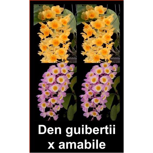 Dendrobium guiberti x amabile