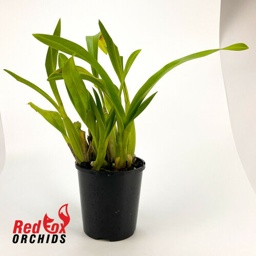 Brassia gireoudiana x Oncidium spacelatum