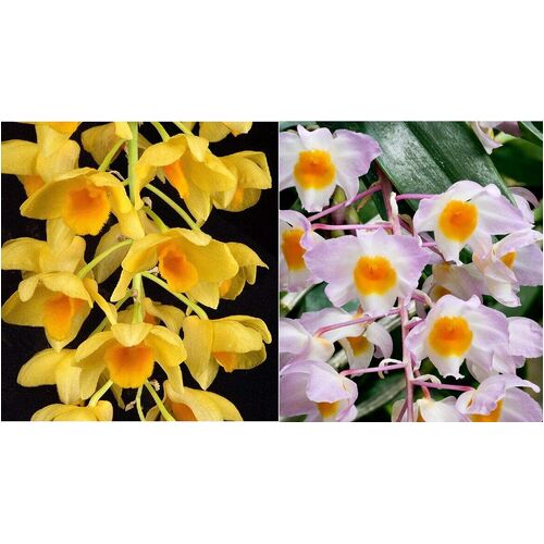 Dendrobium griffithianum x amabile
