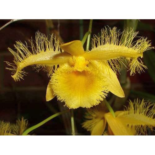 Dendrobium harveyanum