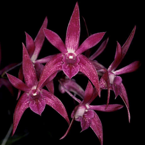 Dendrobium Gillieston Jazz ‘Lisa’