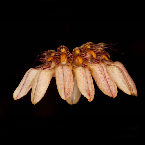 Bulbophyllum roxburghii