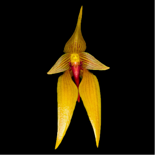 Bulbophyllum orthoglossum