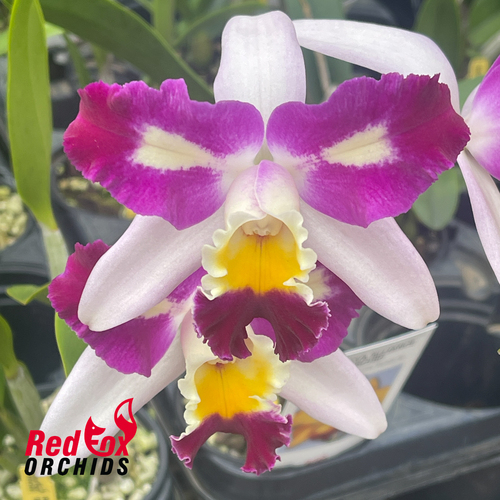 Rhyncholaeliocattleya Haw Yuan Beauty ‘Rainbow’