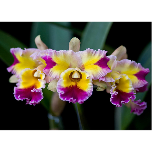 Rhyncholaeliocattleya Hawaiian Lightning 'Fiesta'