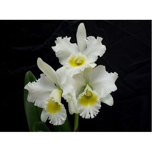 Rhyncholaeliocattleya Burdekin Wonder 'Lakeland'