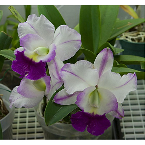 Laeliocattleya Mem. Robert Strait