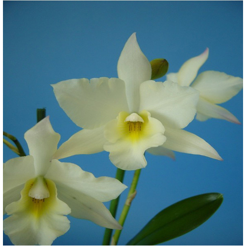 Jackfowlieara Appleblossom 'Hihimanu'