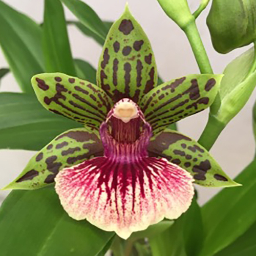 Galeopetalum Starburst 'Parkside'