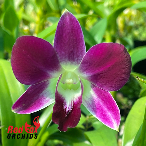Dendrobium Earsakul