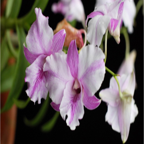 Dendrobium Humming Butterfly