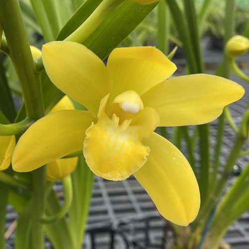 Cymbidium 'Amarillo'