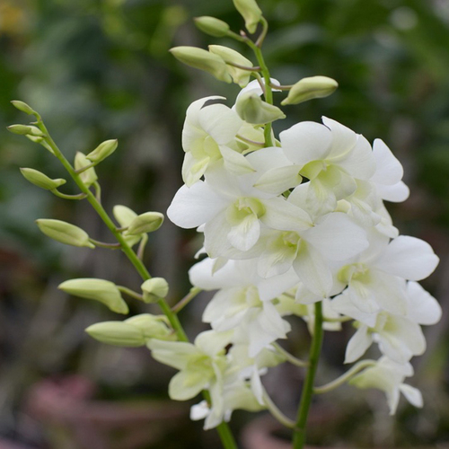 Dendrobium KB White