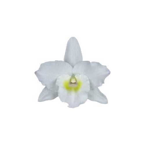 Dendrobium Spring Dream 'Apollon'