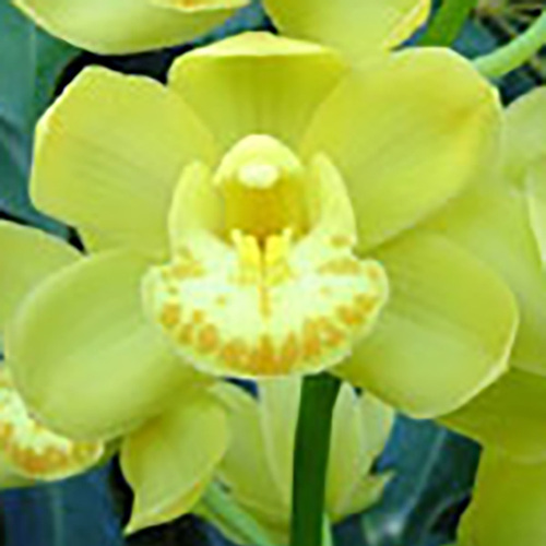 Cymbidium Pharaoh's Dream 'Dural'