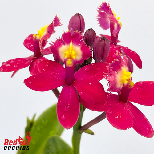 Epidendrum Topaz Rose 'Rosie' 100mm